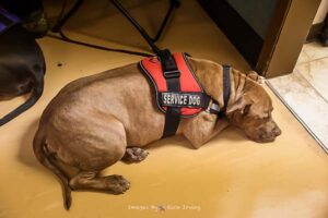 Veterans service dog relaxes at Roll Call Luncheon Fort Worth Texas December 2022
